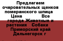 Предлагаем очаровательных щенков померанского шпица › Цена ­ 15 000 - Все города Животные и растения » Собаки   . Приморский край,Дальнегорск г.
